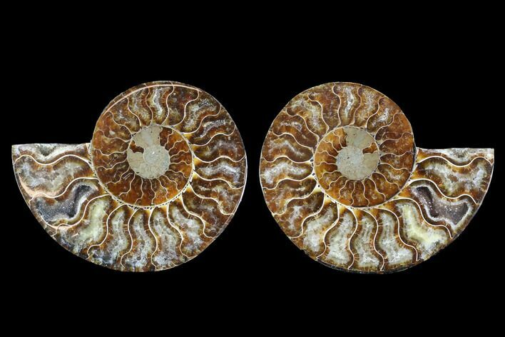 Cut & Polished Ammonite Fossil - Crystal Chambers #88207
